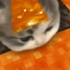Gatos & Outros Animais 8