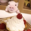Porquinho Reações  26