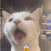Gatitos Memes😺✨💕7 7