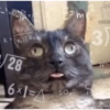 Gatos & Outros Animais 15
