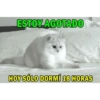 Gatitos 1 29