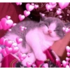 Gatitos 1 23