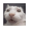 Shitpost Gatitos 💪🏻🤑 7