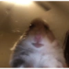 Hamster 5