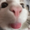 Cat & dog #1 25