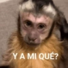 😎 STICKERS SHITPOST 21 🤙 11