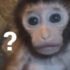 🍌🐒 MONOS 🐒🍌 7