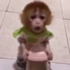 Macaquinhos🐒 7