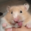 Hamster 9