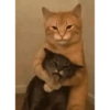 Gatos 7