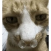 Cute cat / kucing lucu 8