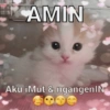 Kucing 14