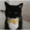 Gatos & Outros Animais 24