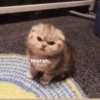 Meow 29