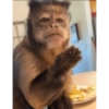 Monos 12