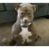 Perrito 23