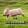 Porquinho Reações  10