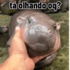Moo deng meme 7