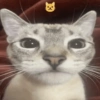 Gatitos Memes😺✨💕7 8