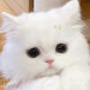 Kucing ngambek  9