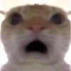 Meme ngakak(edisi kucing) 25