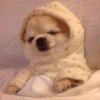Puppies that are cold 16