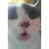 Gatitos 1 10