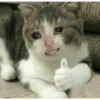 Meow 26
