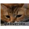 Gatos 11