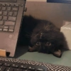 Black Cat Mood 19