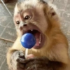 Reações + macacos 🐒 5