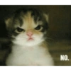 Anomali kucing 27