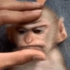 Monos graciosos😝 5