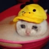 Gato triste bien sad 😿😭 6