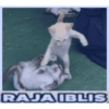 Ama stiker 5