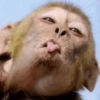 Macaco 15