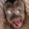 Macaco 15