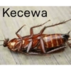 Kecewa