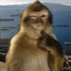 Macaco engraçado 🙊🙉🙈 14