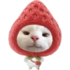 Miaw miaw 1 15