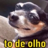 Cachorrinhos  7