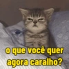 Gatinhos ❤️ 7