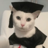 Kucing wisuda 7