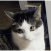 Kucing kucing 13