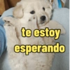 Frases perrunas cool 18