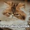 Kucing ngambek 6