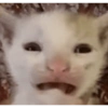 Memes de gatos 🐱😂 18