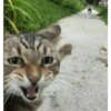 Kucing kucing 8