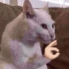 Random Cat's 🐱 13