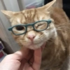 Cat Reaction😹😁 8